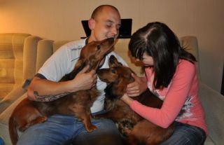 Jamnik d�ugow�osy